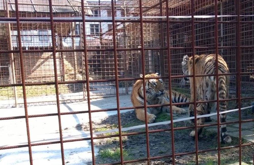 Foto: Zvyšných 16 šeliem z ranču pri Žiline zatiaľ nemá nový domov. Hrozí, že ich utratia