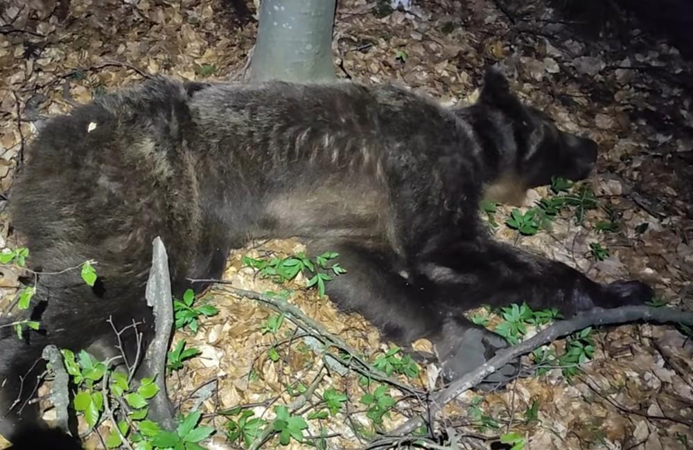 Foto: Bývalý vojak zastrelil v Sučanoch medvedicu, ktorú stretol tvárou v tvár