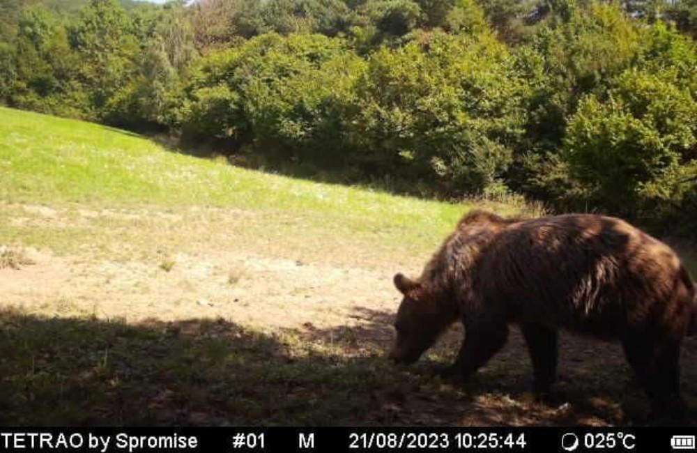 Starostka kysuckej obce varuje pred medveďmi, pohybujú sa na viacerých miestach vrátane záhradkárskej osady | Žilinak.sk