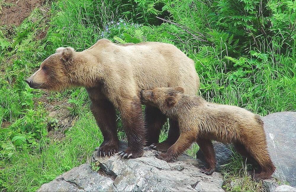 Foto: Deti videli v Bytči 4 medvieďatá: Mama, ale ja som cítil, že to bežalo vedľa mňa pri ceste v lese