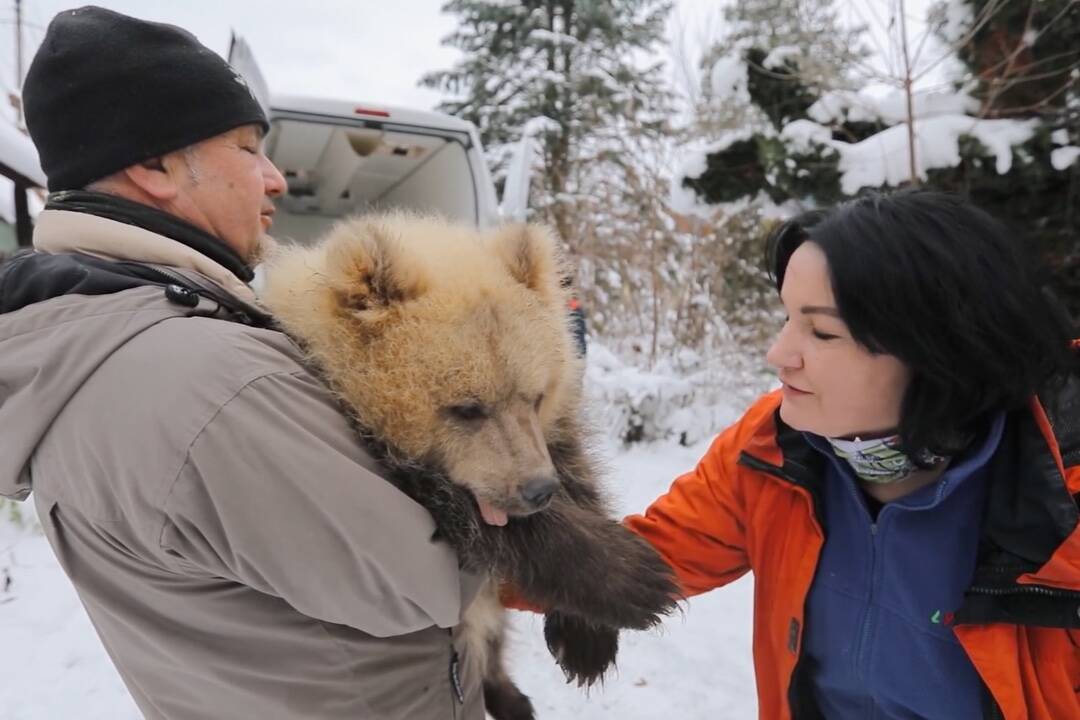 Foto: VIDEO: V Zázrivej zachránili život medvedici Linde. Mysleli si, že neprežije, dnes teší návštevníkov zoo