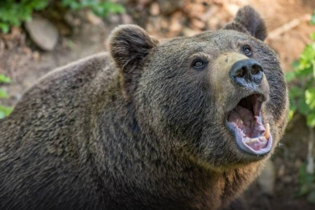 Foto: Dvojicu v Demänovskej Doline naháňal medveď, ženu našli bez známok života