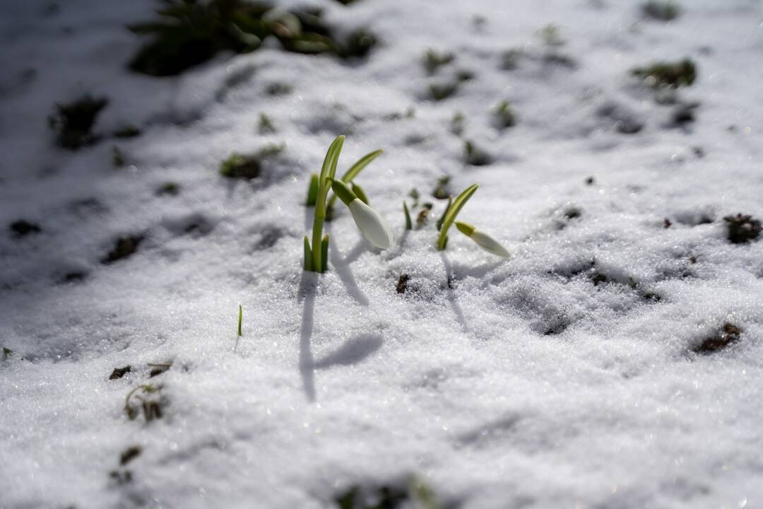 Foto: Vráti sa snehová prikrývka? Teploty opäť klesnú pod nulu, vločky budú padať v týchto mestách