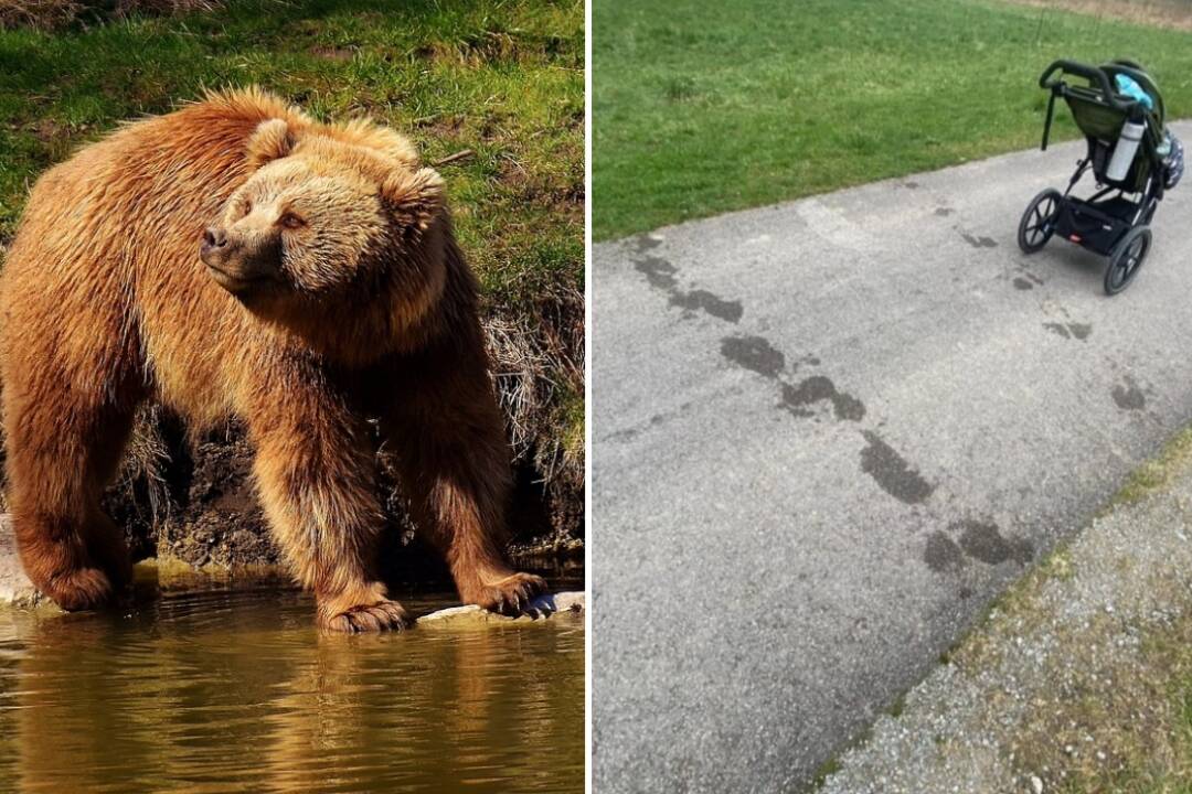 Foto: Pri Vodnom diele Žilina našli stopy dvoch medveďov, prechádzali cez obľúbenú cyklotrasu