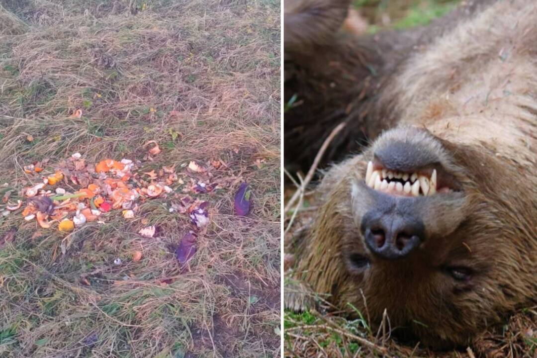 Foto: Medvede môžu vyvolať mimoriadnu situáciu. Ak nepomôže odstránenie vnadísk, povolia odstrel, hovorí Tarabov návrh zákona