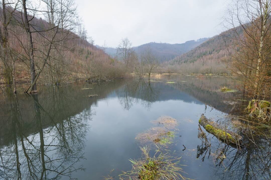 FOTO: Pracuje aj bez stavebného povolenia. Takto bobor vodný pomáha prírode na Kysuciach