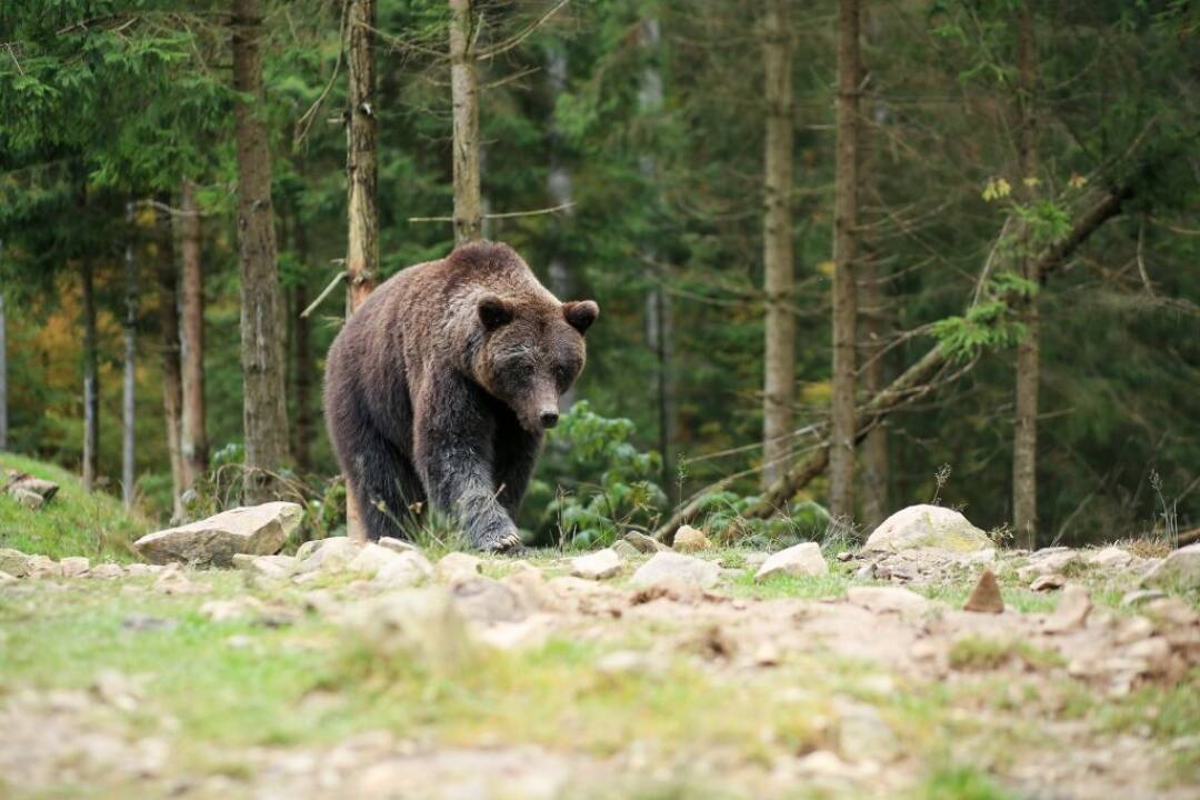 Foto: VIDEO: V prírode nebuďte ticho. Pomôže vám to vyhnúť sa stretu s medveďom