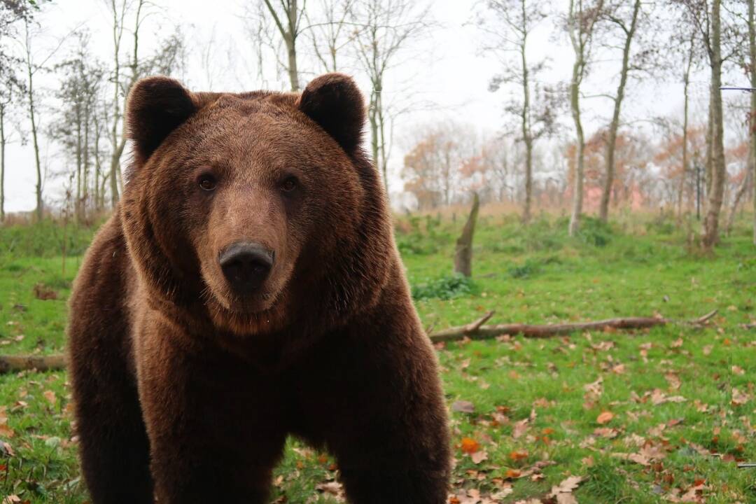 Foto: Medveď trhal ovcu tesne pri dome na Liptove. Vystrašená mama prehadzovala dcéru cez plot