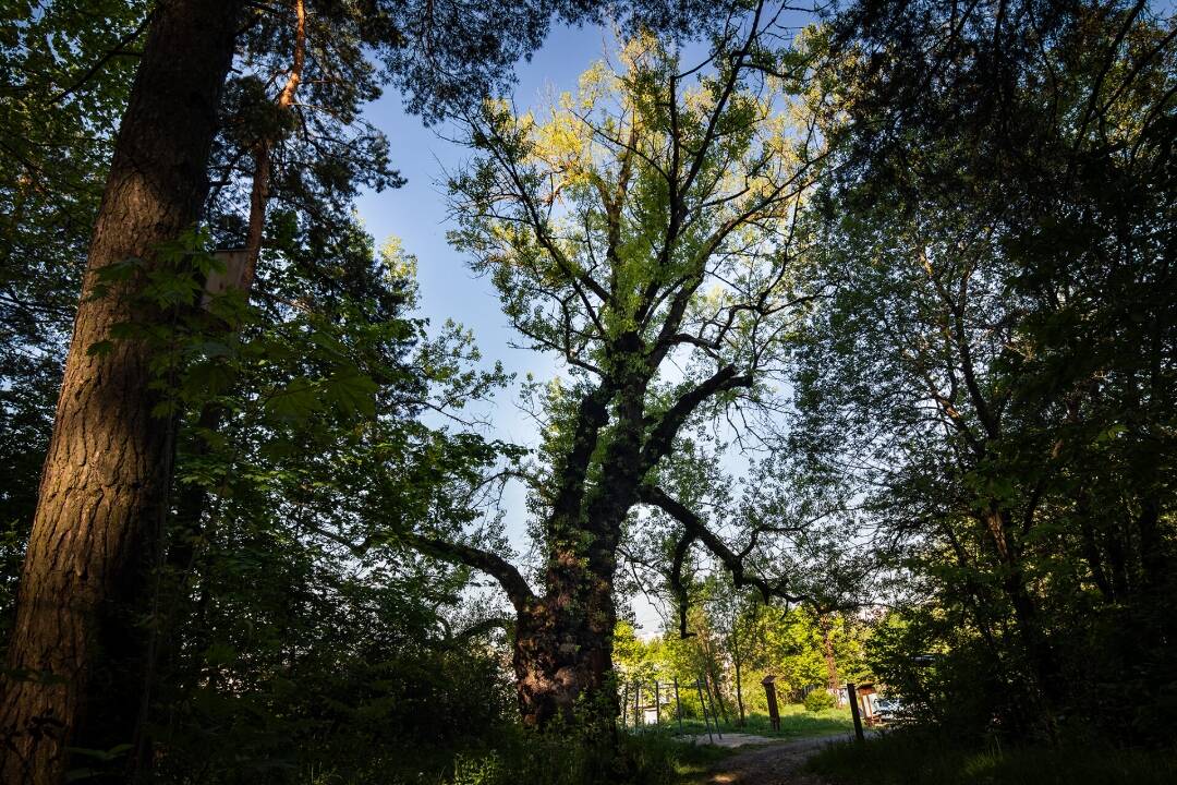 FOTO: Stopäťdesiat ročný Topoľ čierny z Liptova sa chce stať Stromom roka 2024. Je to strážca bojovníkov