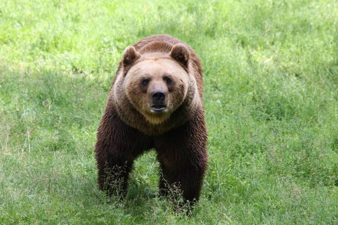 Mimoriadna situácia kvôli medveďom v Žilinskom kraji skončila. Počet hliadok počas nej stúpol