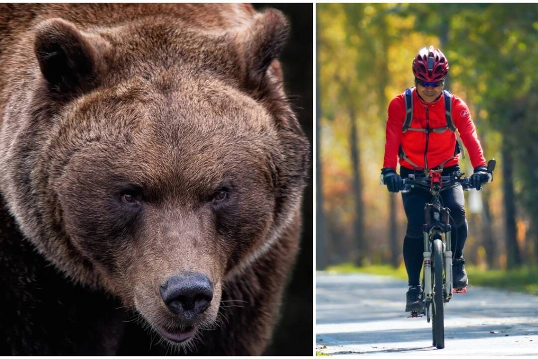 Foto: Medveď sa vo Vrútkach postavil do cesty cyklistovi. V ďalšom okrese vyhlásili mimoriadnu situáciu