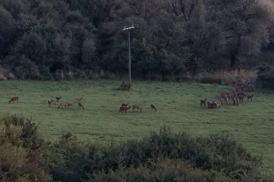 Foto: Lesné divadlo rovno pod oknami: Obyvatelia Hájika pozorujú stáda vysokej zveri