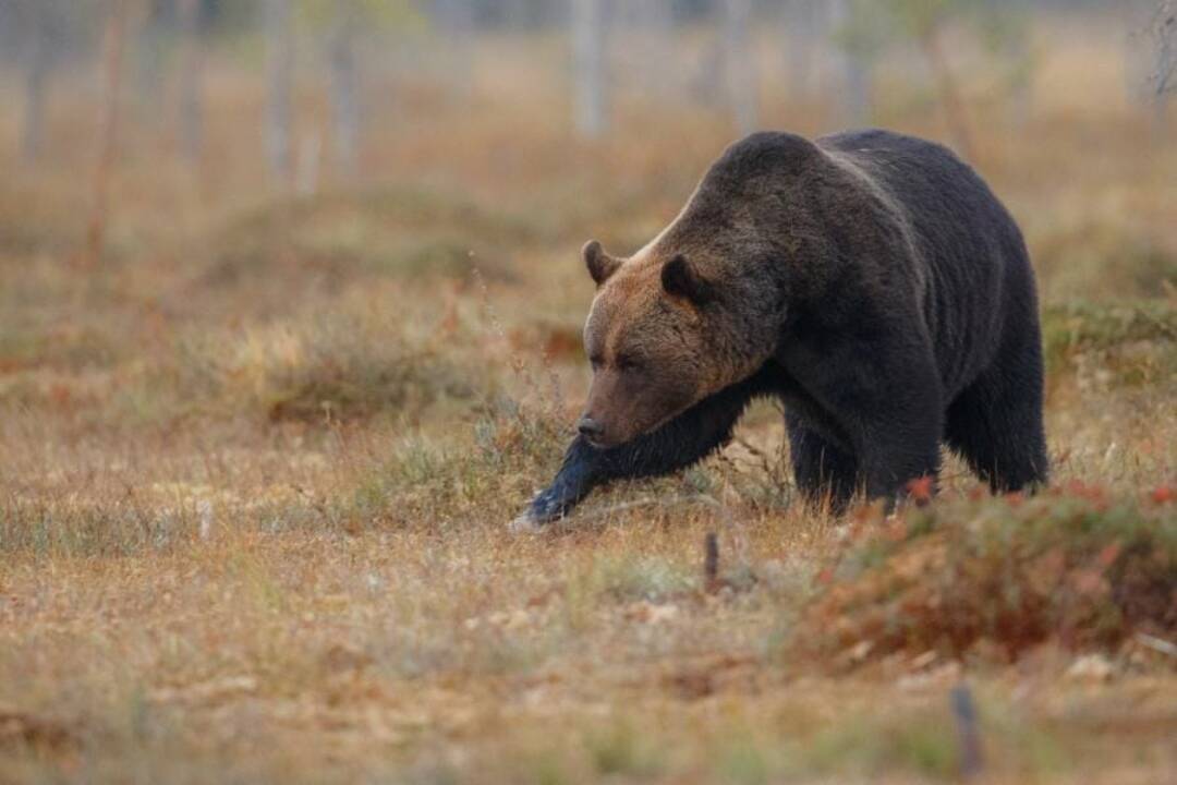 Foto: Po útoku medvedice v Turci museli 34-ročného cyklistu operovať. Mal hlboké tržné rany a zlomeninu