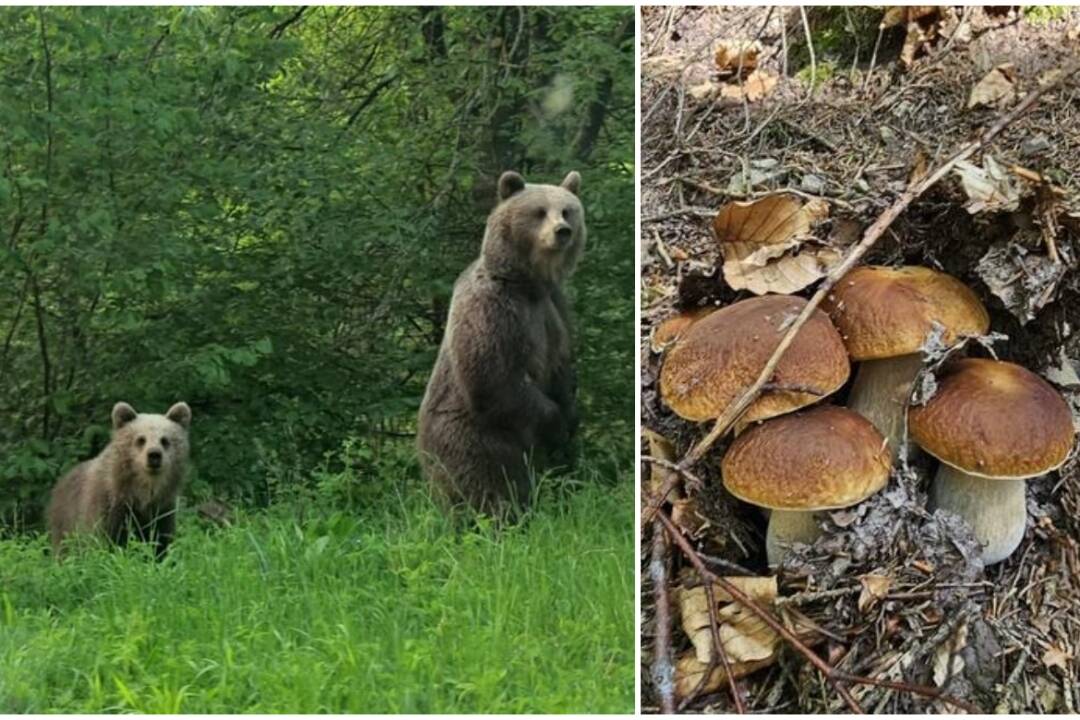 Foto: Mladí hubári z Martina stretli niekoľko medveďov. Sučka Amy ich odohnala štekaním