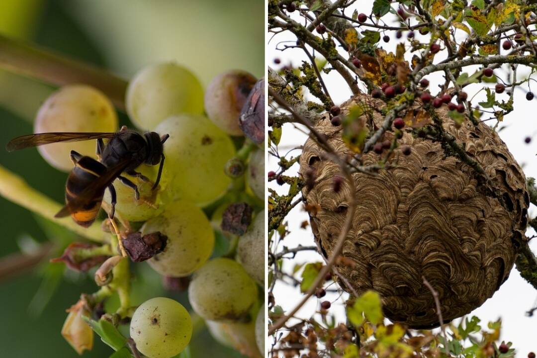 Foto: Sršeň ázijský sa môže rozšíriť aj na sever Slovenska. Ako ho rozoznať a čo robiť, ak ho spozorujete?