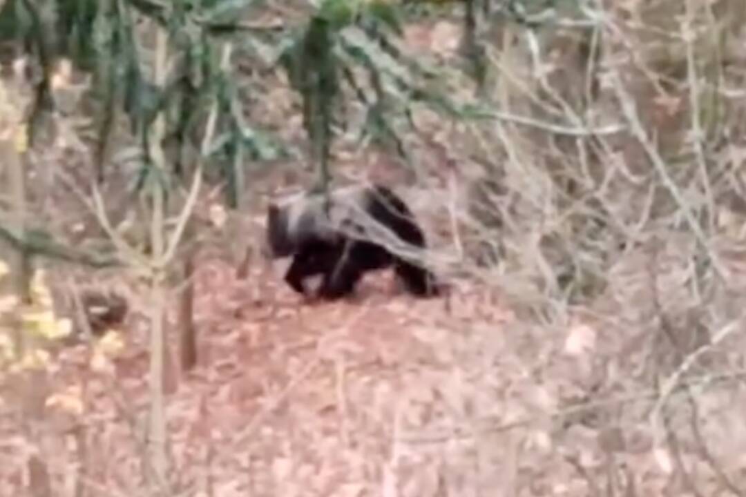 Foto: Polícia a poľovníci riešia ďalšieho medveďa. Pohybuje sa v blízkosti Kysuckého Nového Mesta