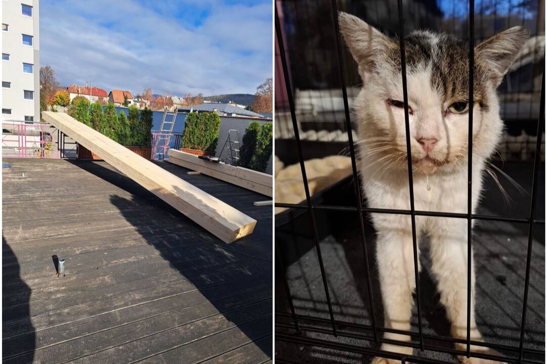 Foto: VIDEO: Mačičky zo žilinského útulku delí od záchrany pár eur. Dobrovoľníci začali s opravou strechy