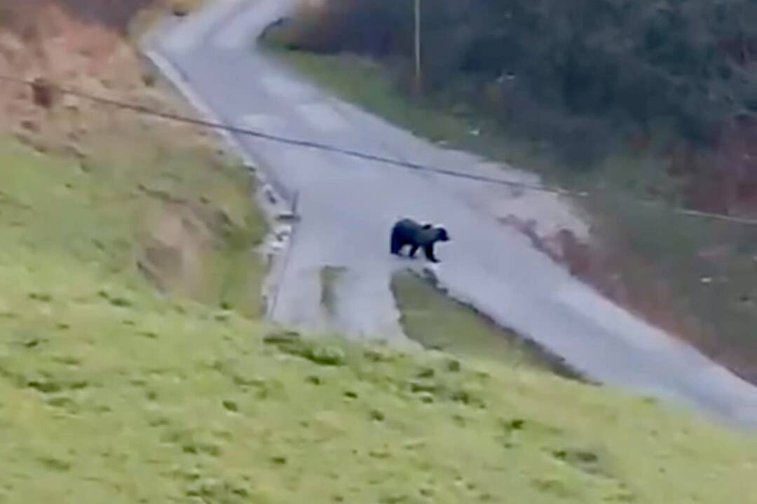 Foto: Na Kysuciach začal lov na medveďa so zvláštnym správaním. Hľadá ho zásahový tím