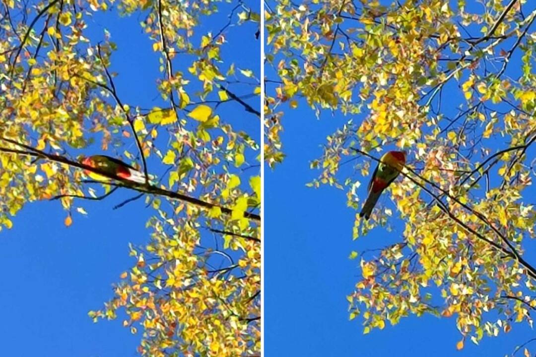 Foto: Na Hlinách v Žiline už niekoľko dní poletuje papagáj. Kto je jeho majiteľom?