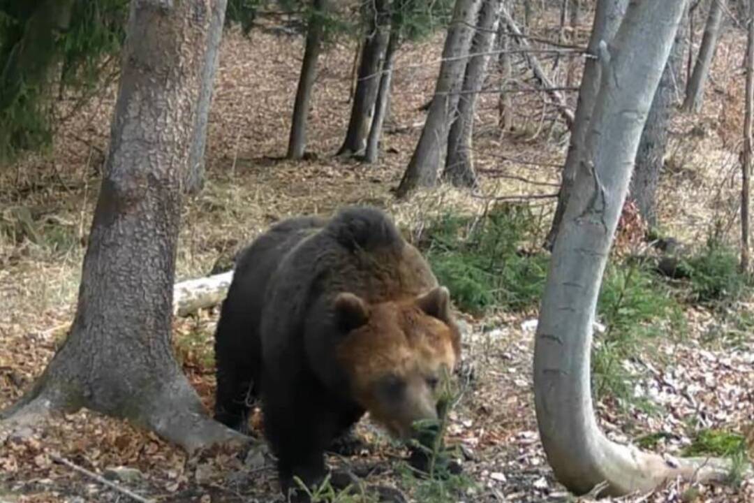 Foto: Žilinčan sa dostal medzi dva medvede: Postavili sa na zadné a chrčali, utekal som o život