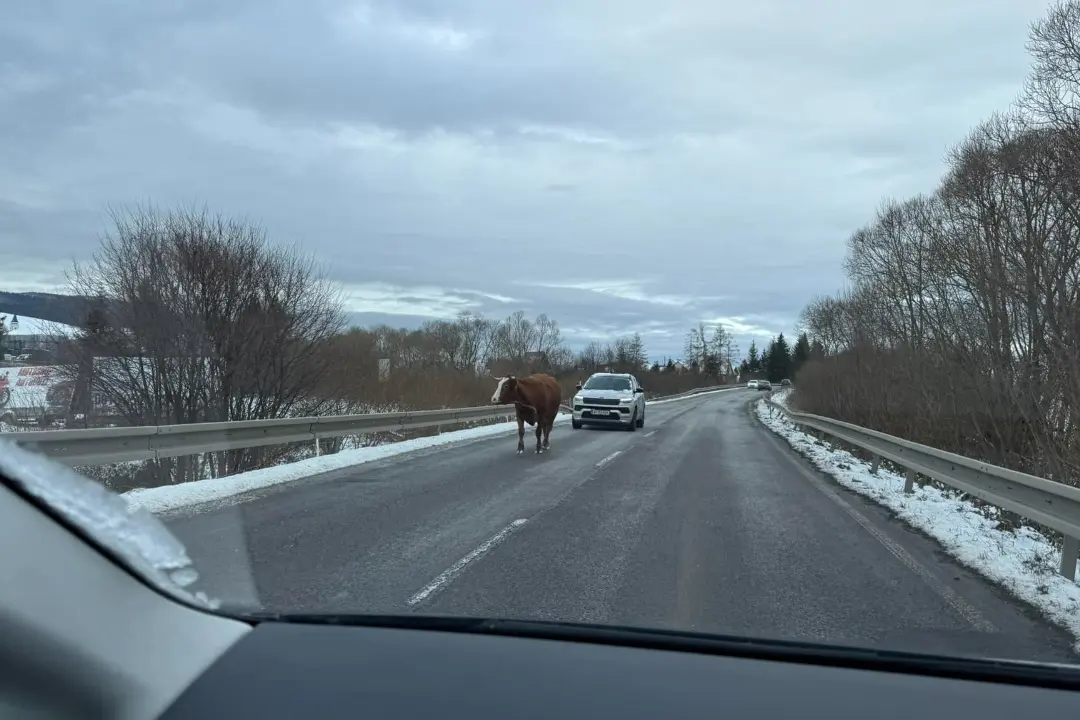 Foto: Pri Námestove kráča stredom cesty krava, na trúbenie nereaguje