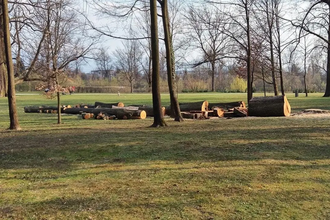 Foto: Žilina príde o 130 stromov v centre mesta i mestských častiach. Ohrozujú bezpečnosť ľudí