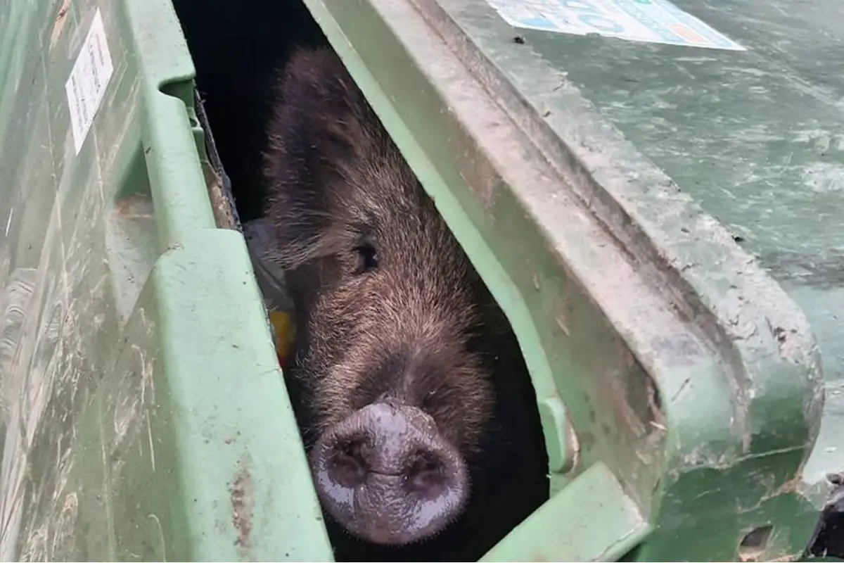 Foto: VIDEO: Žilinčanka v satirickej piesni o meste spomína potkany, diviaky, deravé cesty aj pokuty