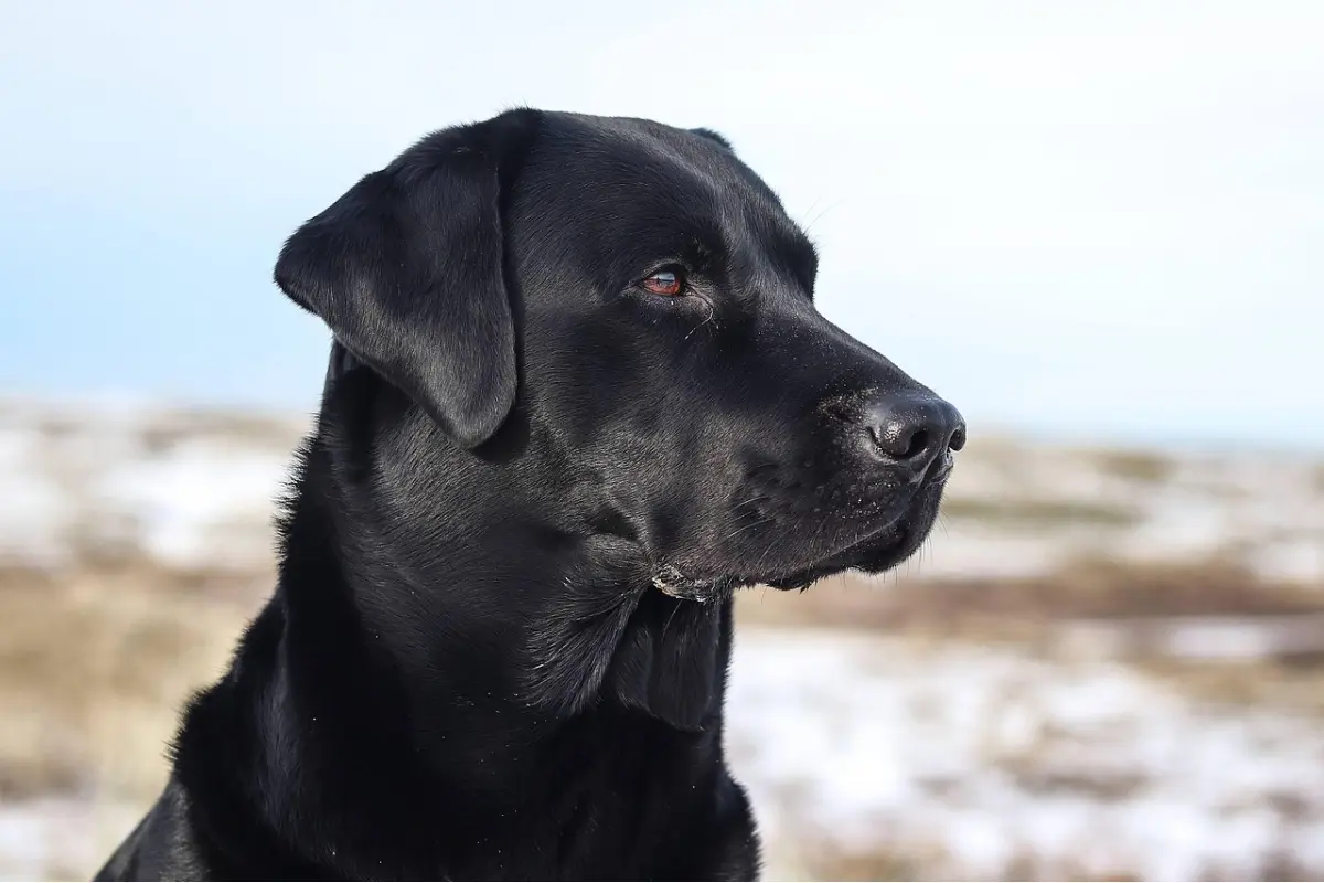 Foto: Labrador vo Vrútkach napadol psa so seniorkou, tá má viacero zranení. Majiteľky sa ani nezastavili