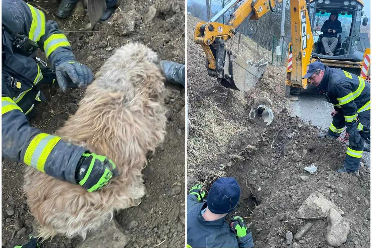 Foto: VIDEO: Hasiči z Kysúc zachraňovali psíka. Vyše dve hodiny bol zaseknutý v kanalizačnom potrubí