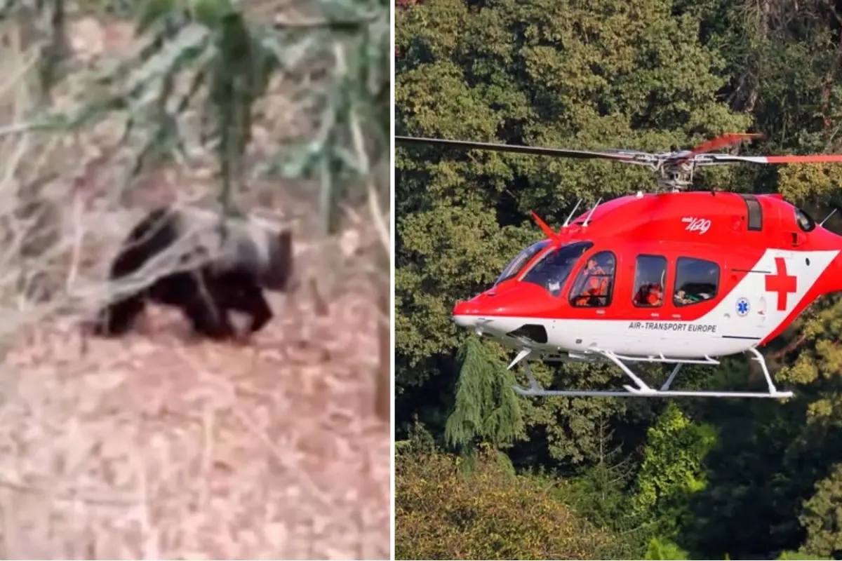 Foto: Pri Martine platí po útoku medveďa obmedzenie pre turistov. Napadnutého ošetril zranený syn