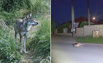 Vlčicu z Javorníkov zrazilo auto. Sú to zbytočné straty, hovoria ochranári z CHKO Strážovské vrchy