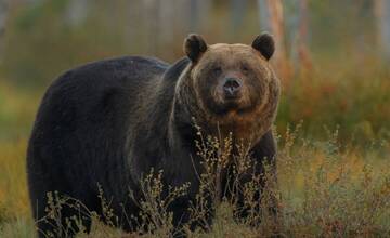 V okolí Ružomberka sa pohybujú medvede. Opatrnosť zvýšte hlavne večer a ráno, píše poslanec Macko