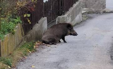 Mesto na Kysuciach varuje pred diviakmi pri cyklotrase: Stádo obíďte po druhej strane ulice