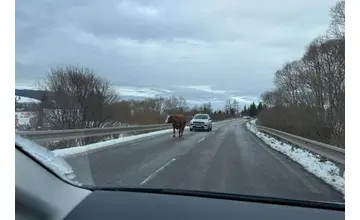 Pri Námestove kráča stredom cesty krava, na trúbenie nereaguje