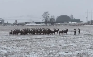 VIDEO: Obyvateľov Turca ohromil pohľad na obrovské stádo majestátnych zvierat pri ceste