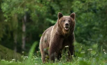 Linka pre nahlasovanie incidentov s medveďmi končí. Čo robiť po novom?