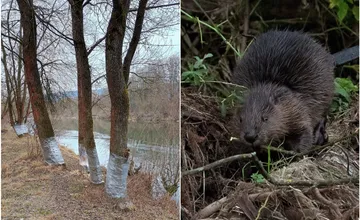 FOTO: Nové opatrenia proti bobrovi? Na brehoch Váhu niekto obalil stromy do plastovej fólie