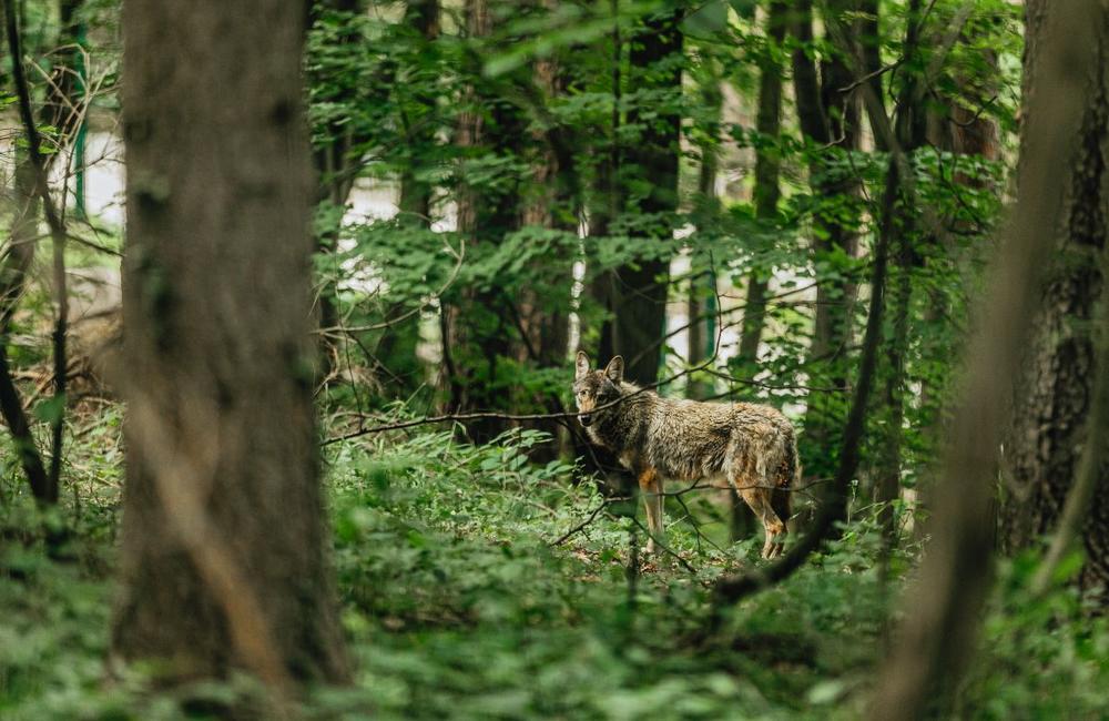 FOTO: Be Lenka podporuje Záchrannú stanicu Zázrivá, foto 6