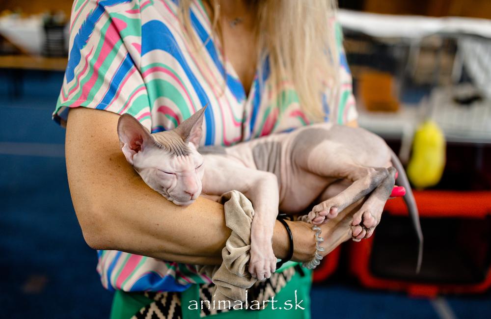 FOTO: V Žiline sa uskutoční medzinárodná výstava mačiek, foto 17