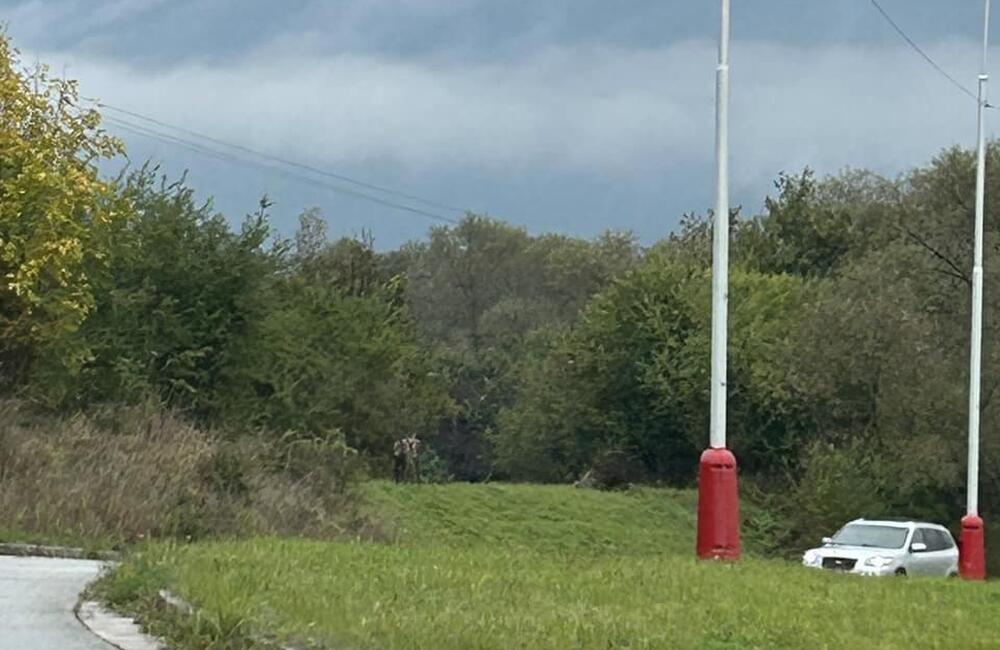 FOTO: Mladý jeleň sa týždne pasie pri ceste v Martine, foto 1