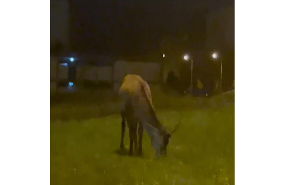 FOTO: Mladý jeleň sa týždne pasie pri ceste v Martine, foto 5