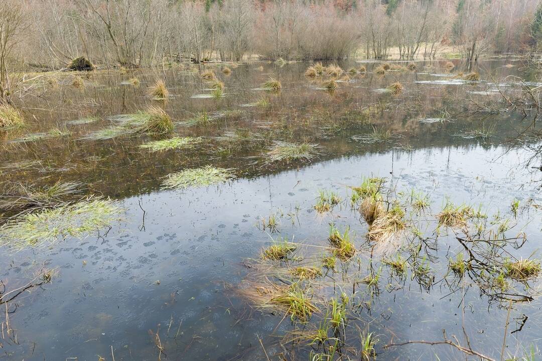 FOTO: Bobor vodný prispieva k udržiavaniu biotopov na Kysuciach, foto 2