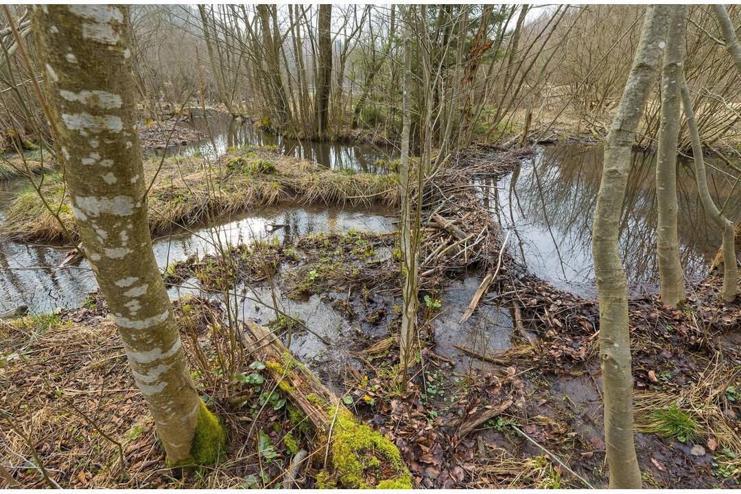 FOTO: Bobor vodný prispieva k udržiavaniu biotopov na Kysuciach, foto 3