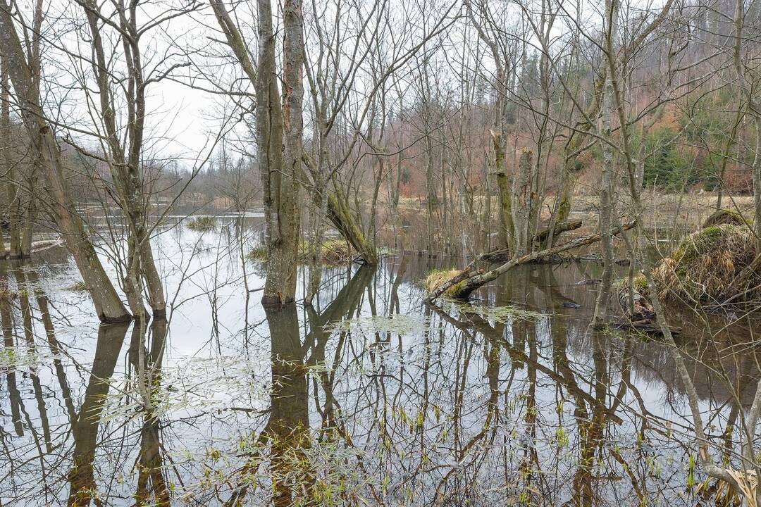 FOTO: Bobor vodný prispieva k udržiavaniu biotopov na Kysuciach, foto 4