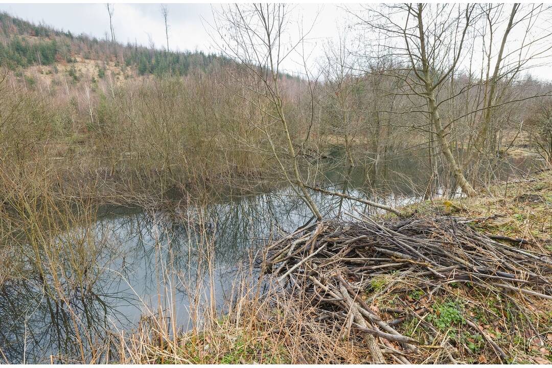 FOTO: Bobor vodný prispieva k udržiavaniu biotopov na Kysuciach, foto 5