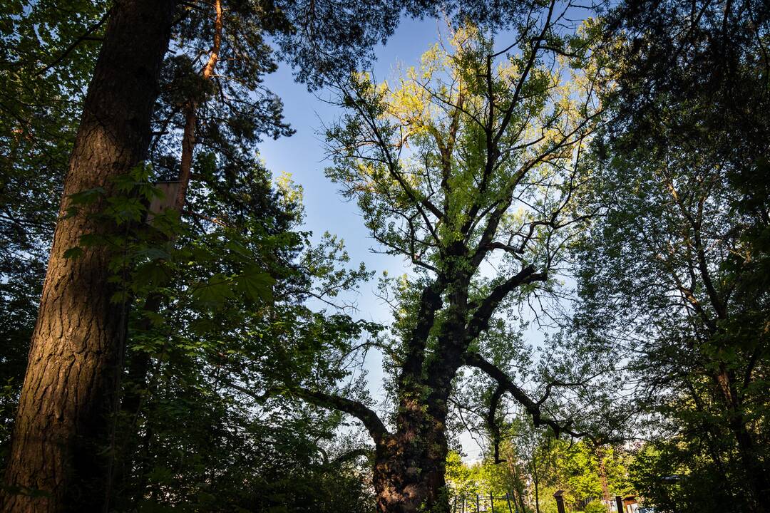 FOTO: V súťaži Strom roka 2024 bojuje aj Topoľ Čierny z Liptvoského MIkuláša, foto 1