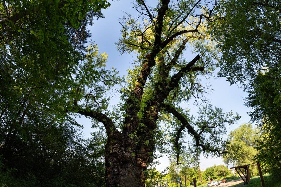 FOTO: V súťaži Strom roka 2024 bojuje aj Topoľ Čierny z Liptvoského MIkuláša, foto 3