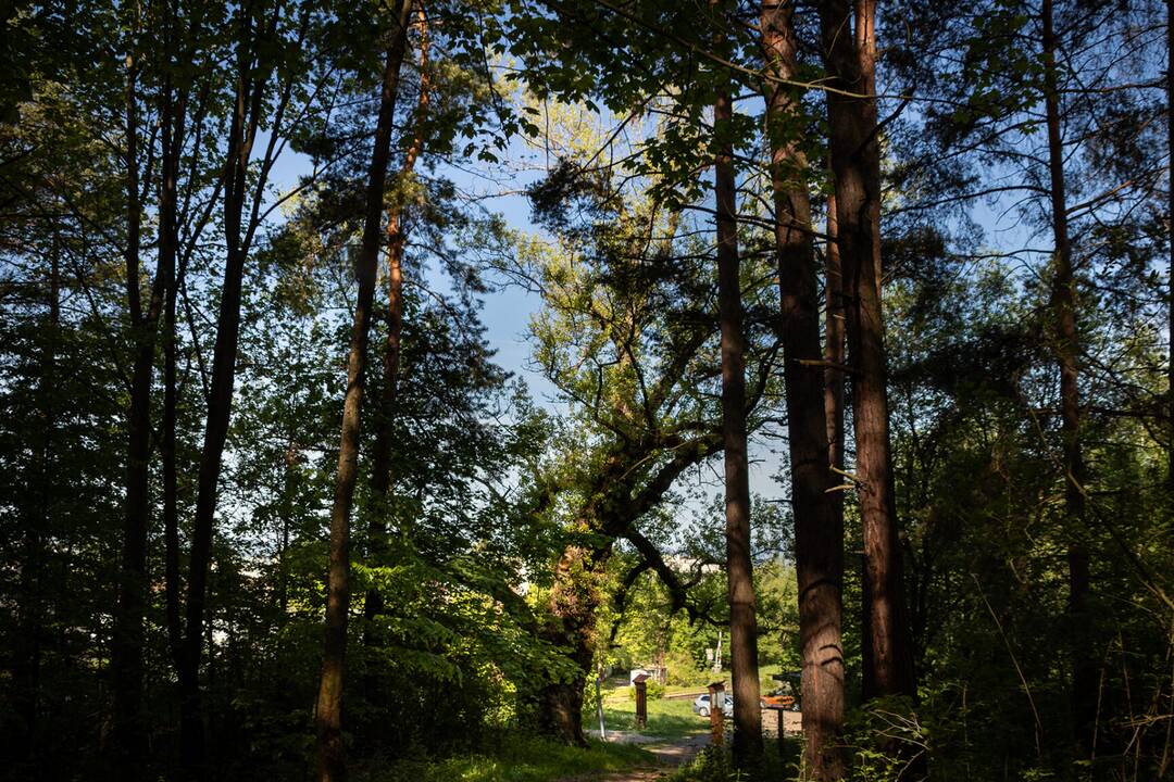 FOTO: V súťaži Strom roka 2024 bojuje aj Topoľ Čierny z Liptvoského MIkuláša, foto 4