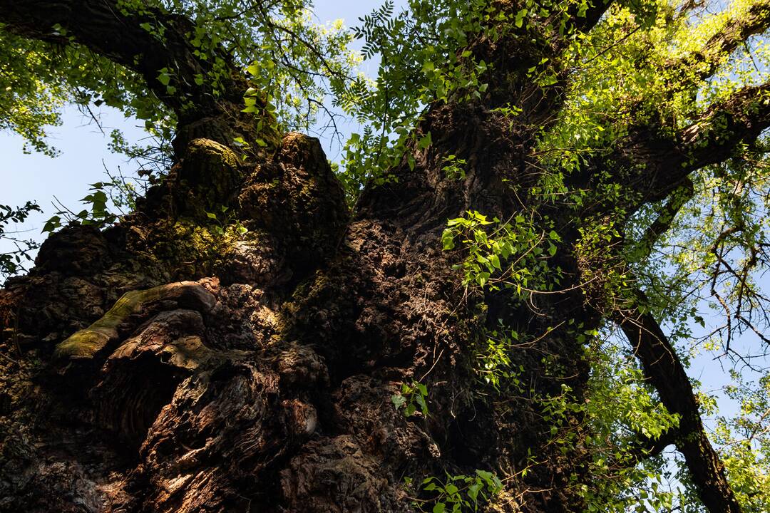 FOTO: V súťaži Strom roka 2024 bojuje aj Topoľ Čierny z Liptvoského MIkuláša, foto 5