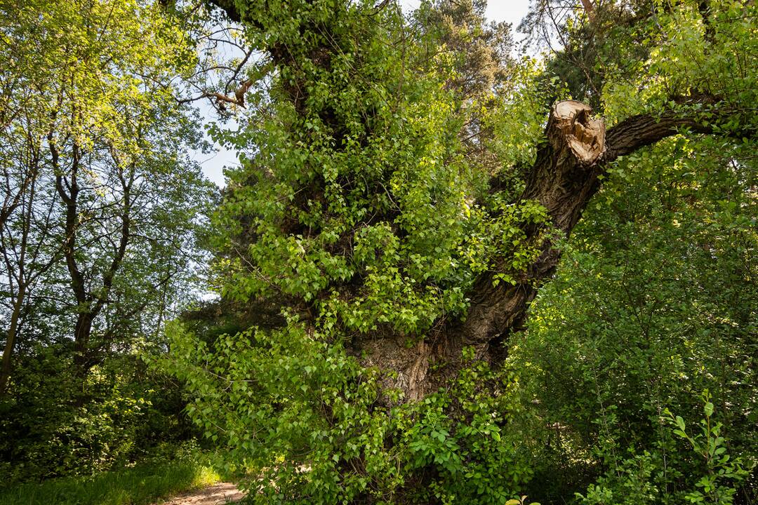 FOTO: V súťaži Strom roka 2024 bojuje aj Topoľ Čierny z Liptvoského MIkuláša, foto 6